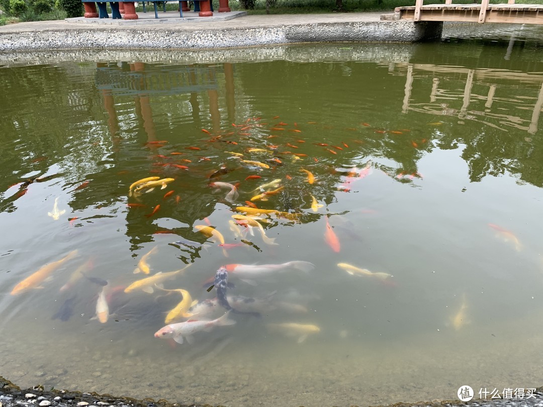 遇到锦鲤 出门见喜